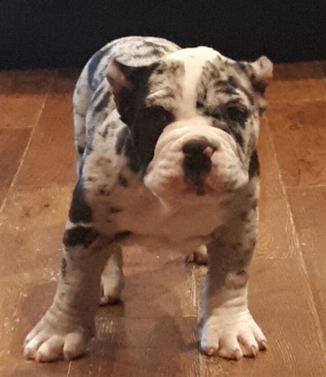 3 - open to offers READY TO LEAVE 4 MALES 4 FEMALES BLUE TRI MERLE MALE - 2000 BLUE MERLE MALE - 2000 LILAC BLUE MERLE MALE - 2000 LILAC TRI MALE - 1500 CHAMPAGNE MERLE FEMALE - 2000 LILAC TRI FEMALE - 1500 BLUE BLONDE TRI FEM. . Exotic merle bully price